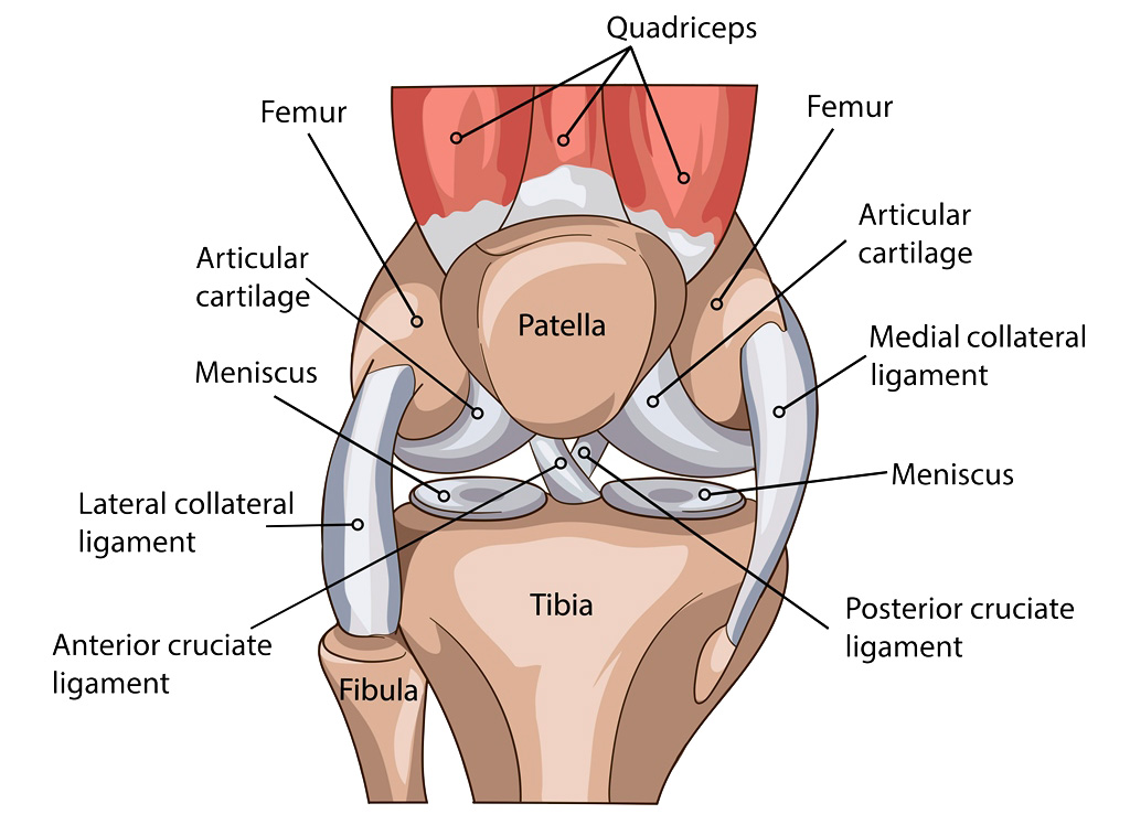 Sobre la rodilla  Dr. Josué Calderón Gamba